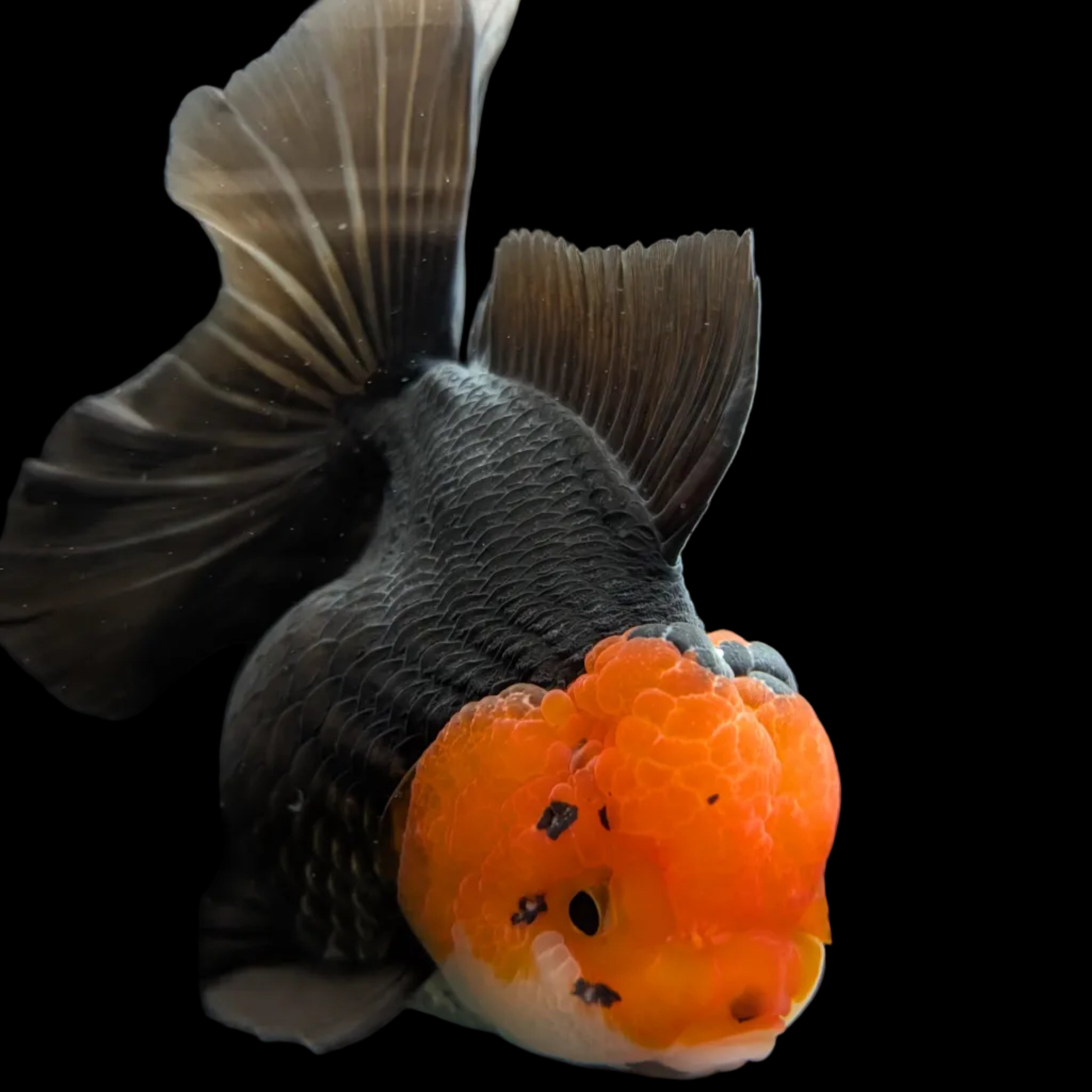 New Arrivals Collection - All Goldfish – Eddies Fin Farm