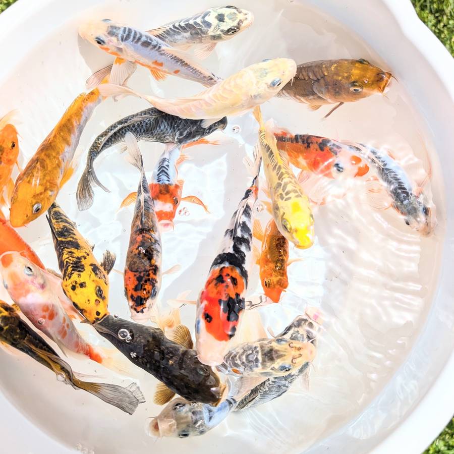 Bulk 2Pack - Koi Mix Color  5"-6" in.  *Assorted