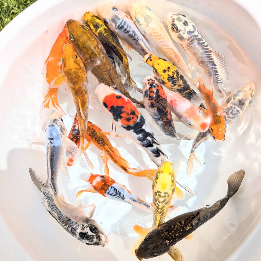 Bulk 2Pack - Koi Mix Color  5"-6" in.  *Assorted