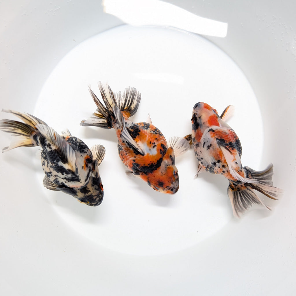 Jumbo Ryukin Tiger Calico 4.5"-5" in. ID#1030RYU2A-003