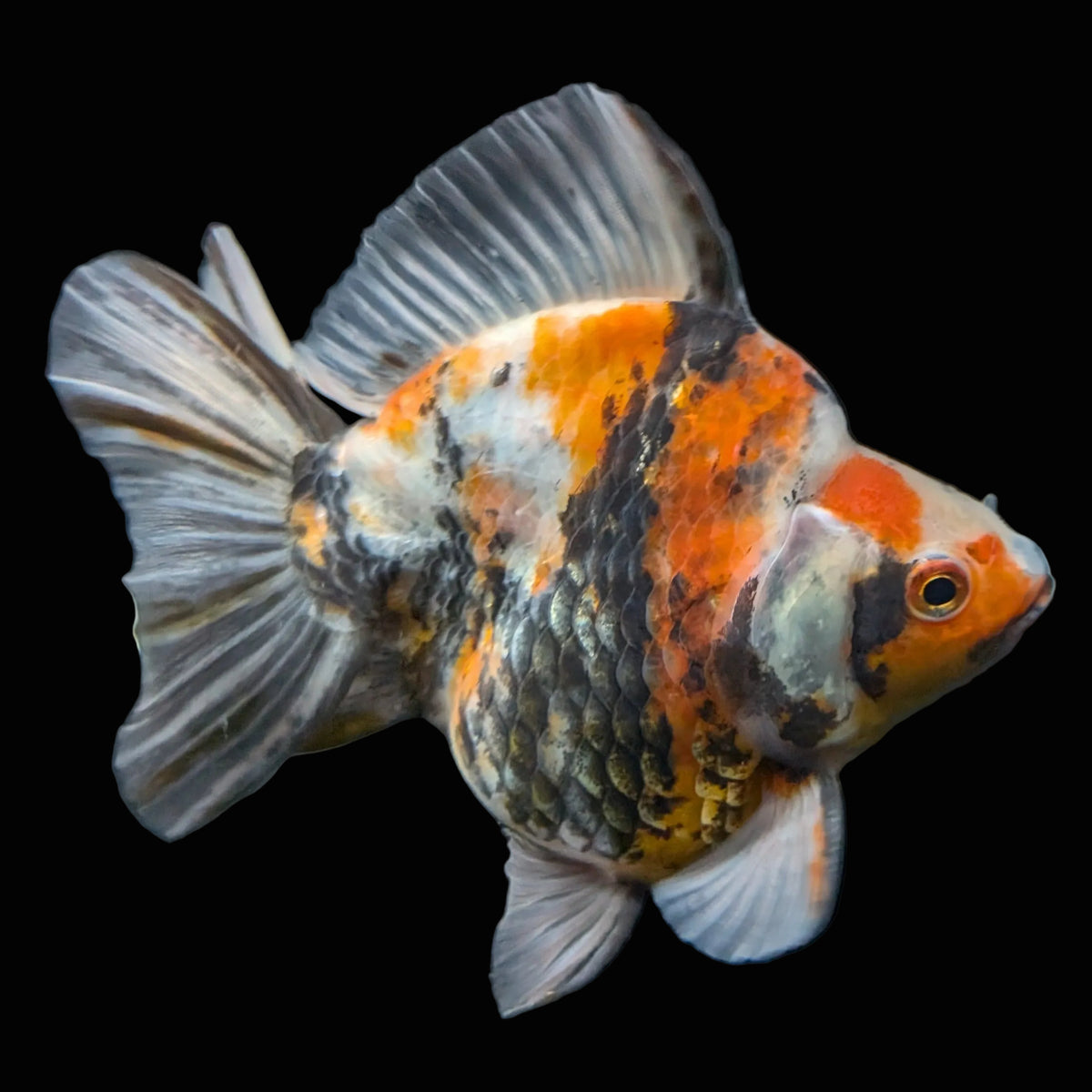 Jumbo Ryukin Tiger Calico 4.5"-5" in. ID#1030RYU2A-003