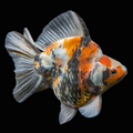 Jumbo Ryukin Tiger Calico 4.5"-5" in. ID#1030RYU2A-003
