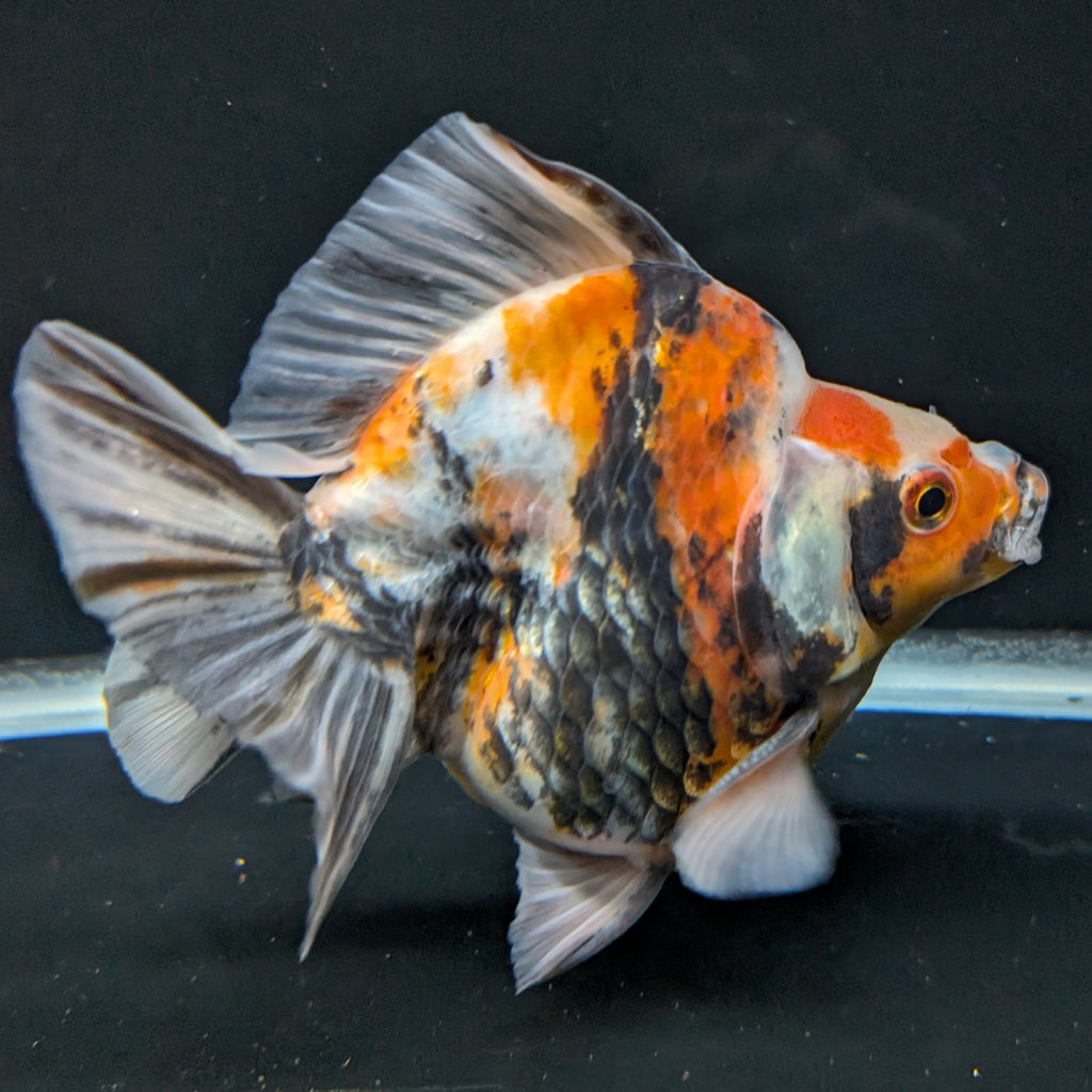 Jumbo Ryukin Tiger Calico 4.5"-5" in. ID#1030RYU2A-003
