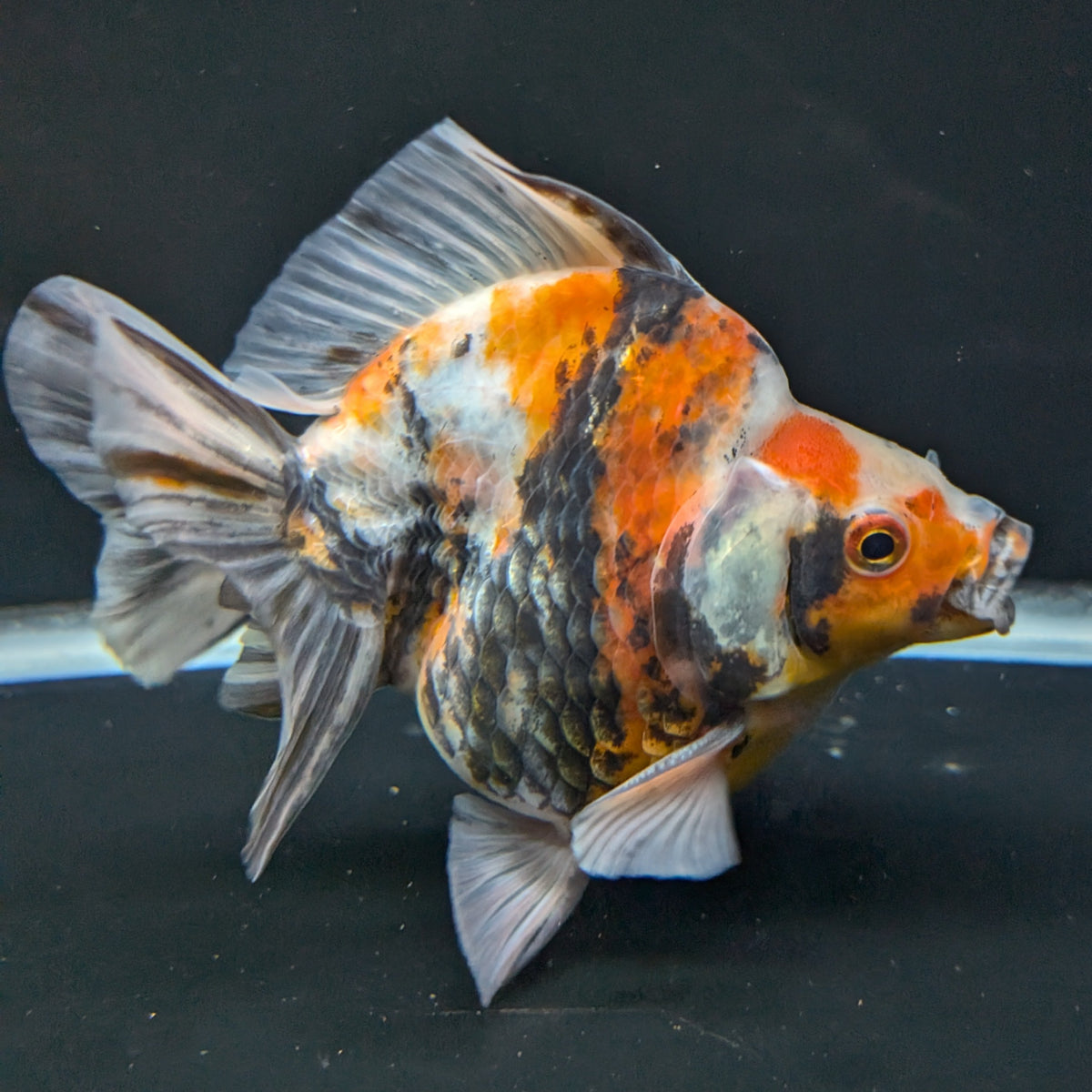 Jumbo Ryukin Tiger Calico 4.5"-5" in. ID#1030RYU2A-003