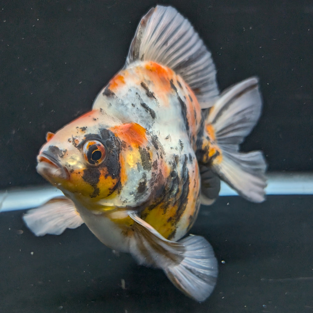 Jumbo Ryukin Tiger Calico 4.5"-5" in. ID#1030RYU2A-003