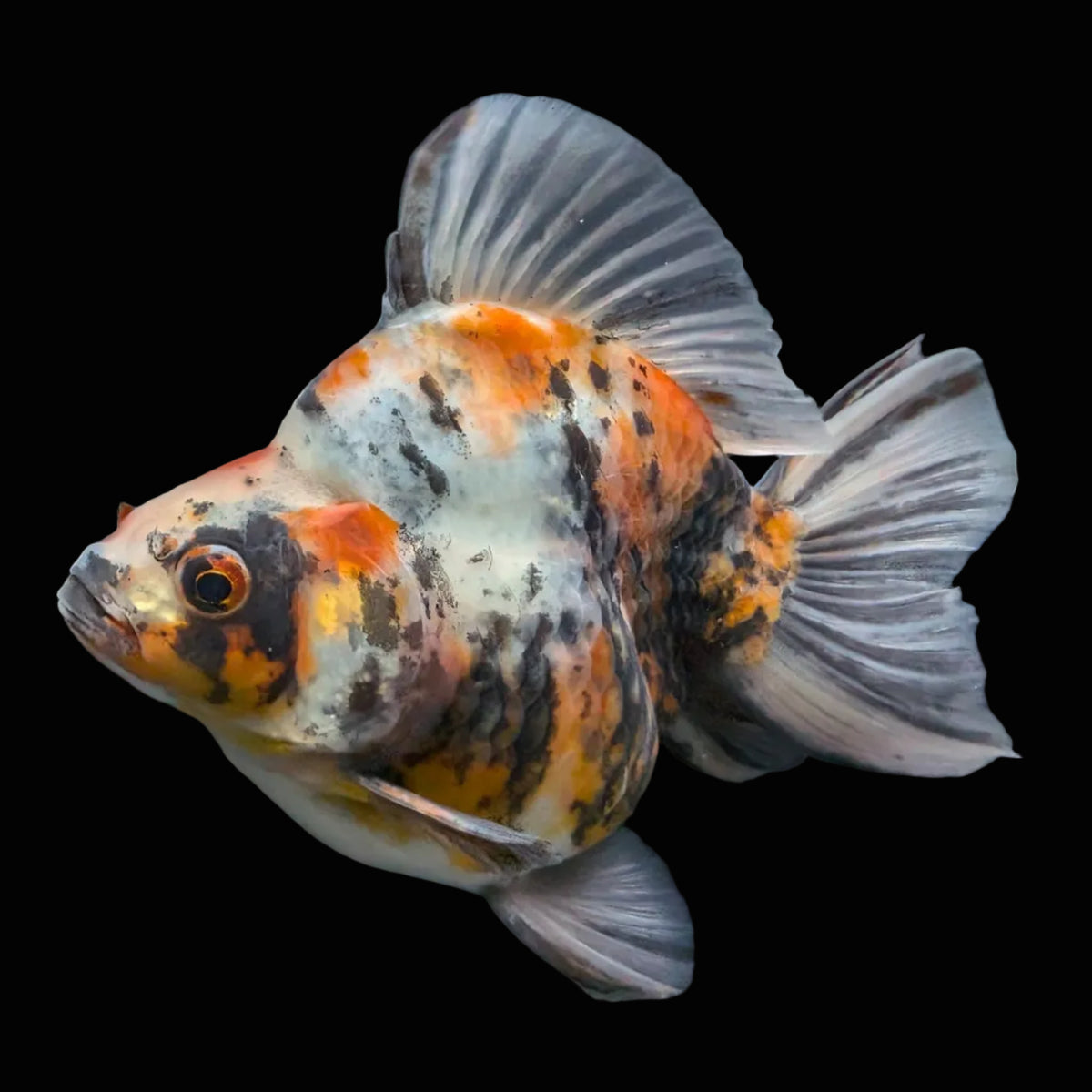 Jumbo Ryukin Tiger Calico 4.5"-5" in. ID#1030RYU2A-003