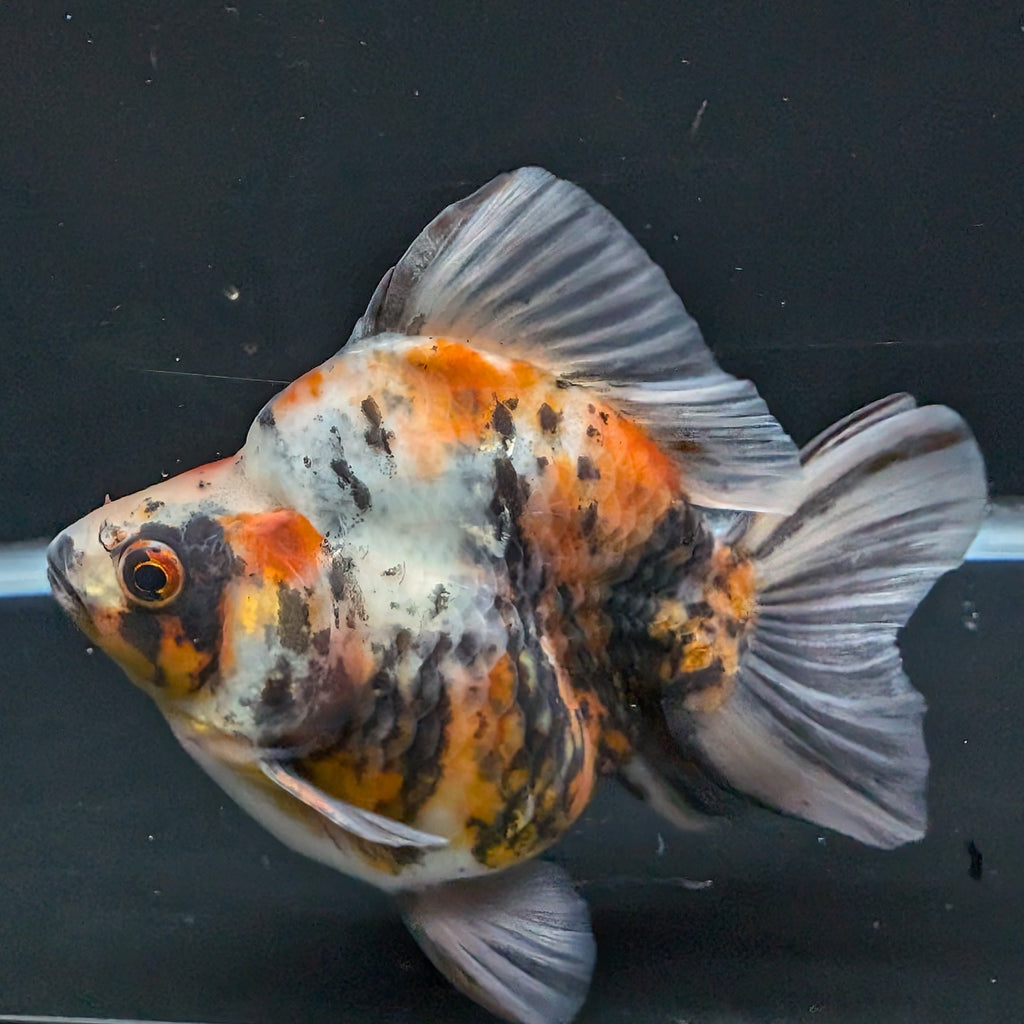Jumbo Ryukin Tiger Calico 4.5"-5" in. ID#1030RYU2A-003