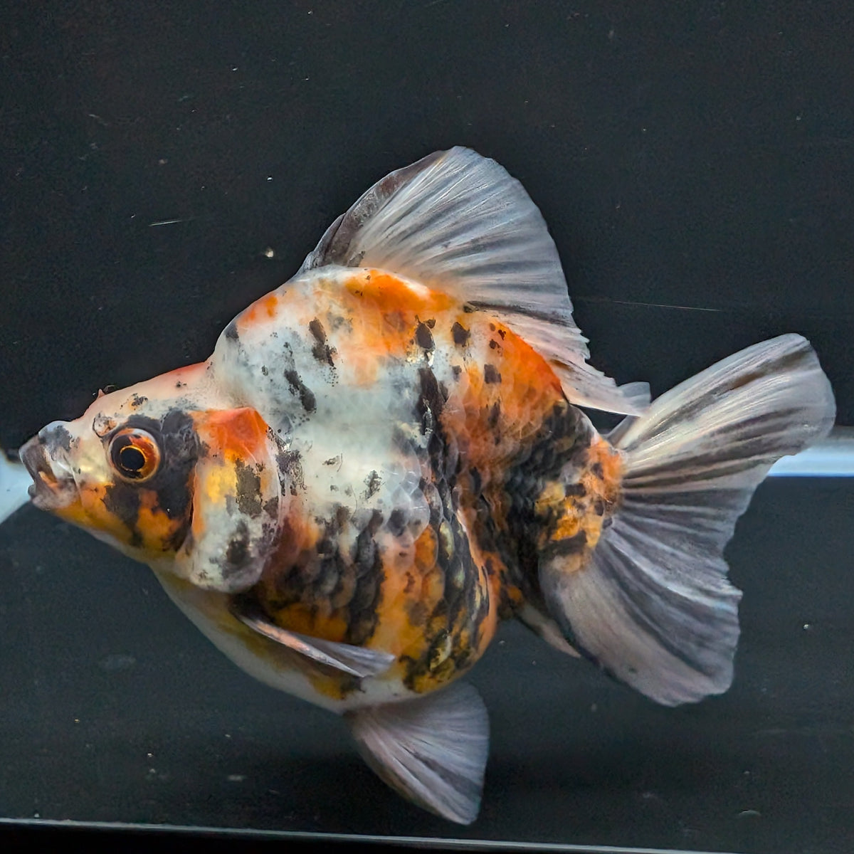 Jumbo Ryukin Tiger Calico 4.5"-5" in. ID#1030RYU2A-003