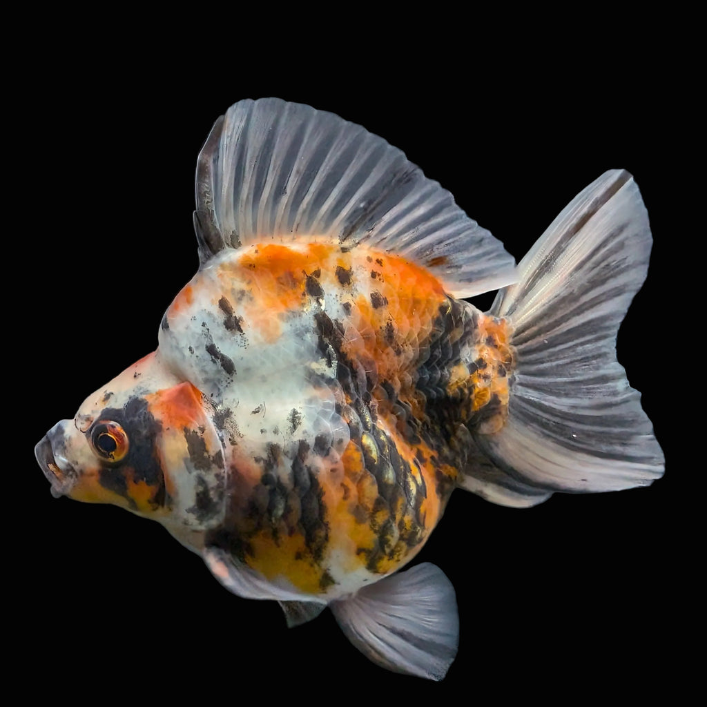 Jumbo Ryukin Tiger Calico 4.5"-5" in. ID#1030RYU2A-003