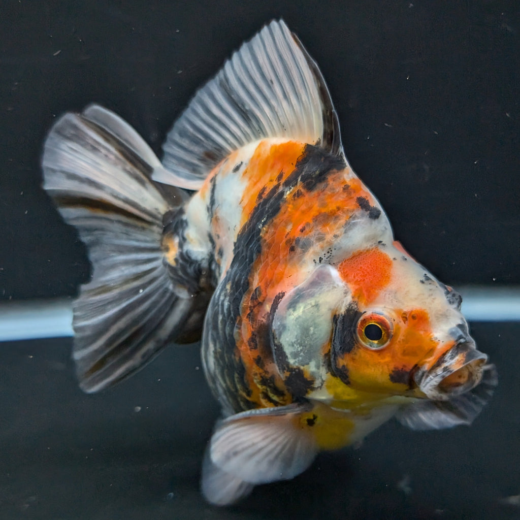 Jumbo Ryukin Tiger Calico 4.5"-5" in. ID#1030RYU2A-003