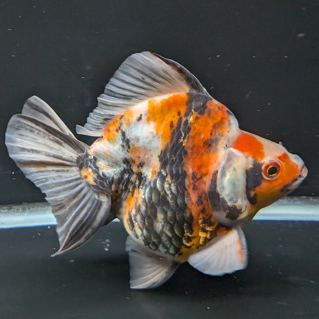 Jumbo Ryukin Tiger Calico 4.5"-5" in. ID#1030RYU2A-003