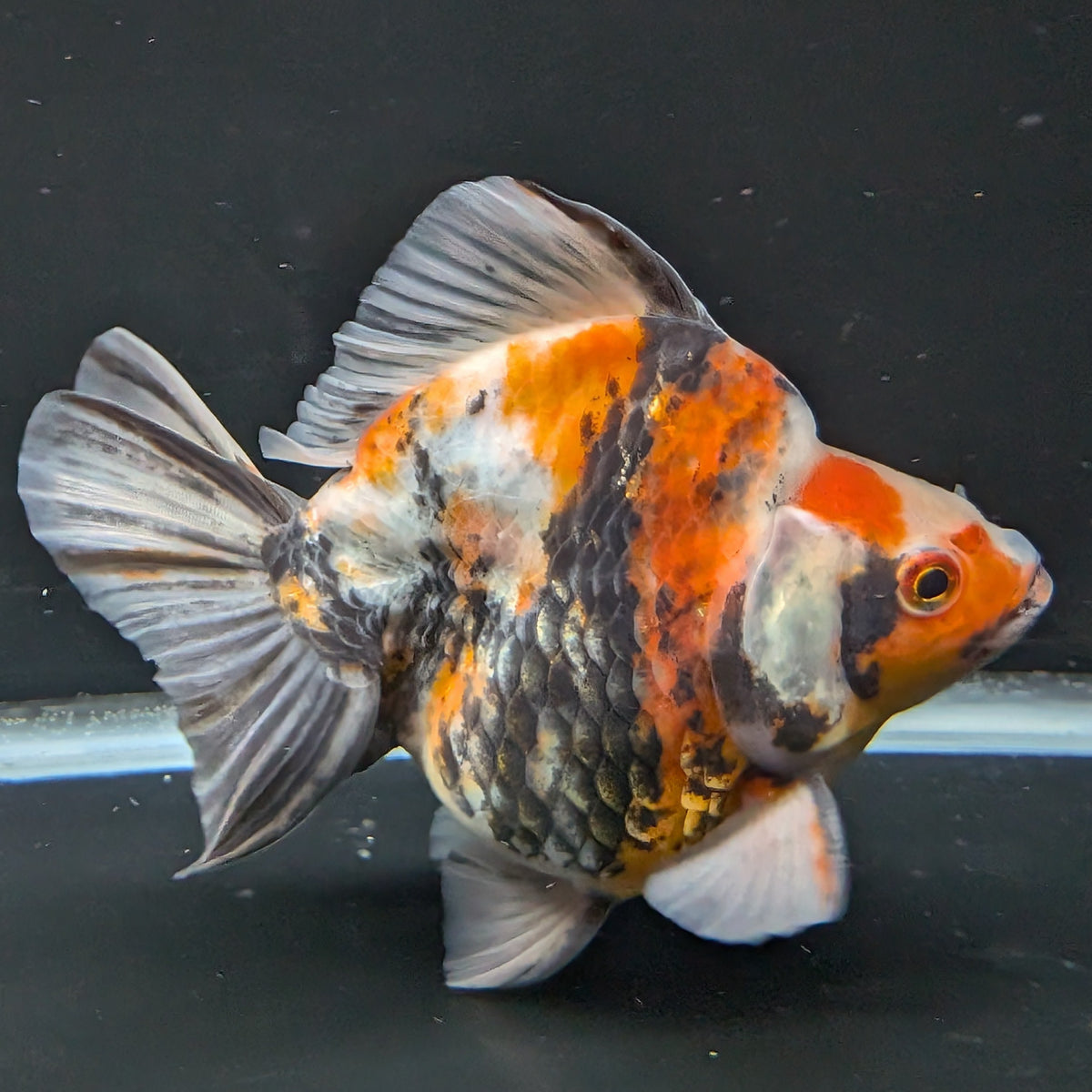 Jumbo Ryukin Tiger Calico 4.5"-5" in. ID#1030RYU2A-003