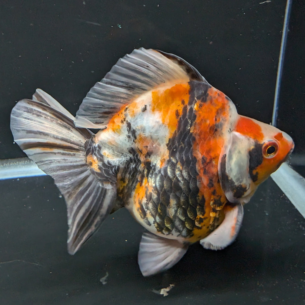 Jumbo Ryukin Tiger Calico 4.5"-5" in. ID#1030RYU2A-003