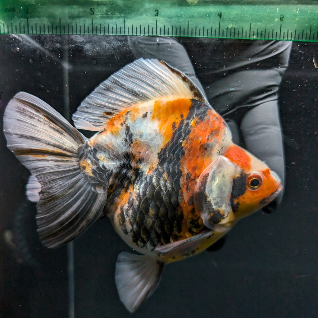 Jumbo Ryukin Tiger Calico 4.5"-5" in. ID#1030RYU2A-003