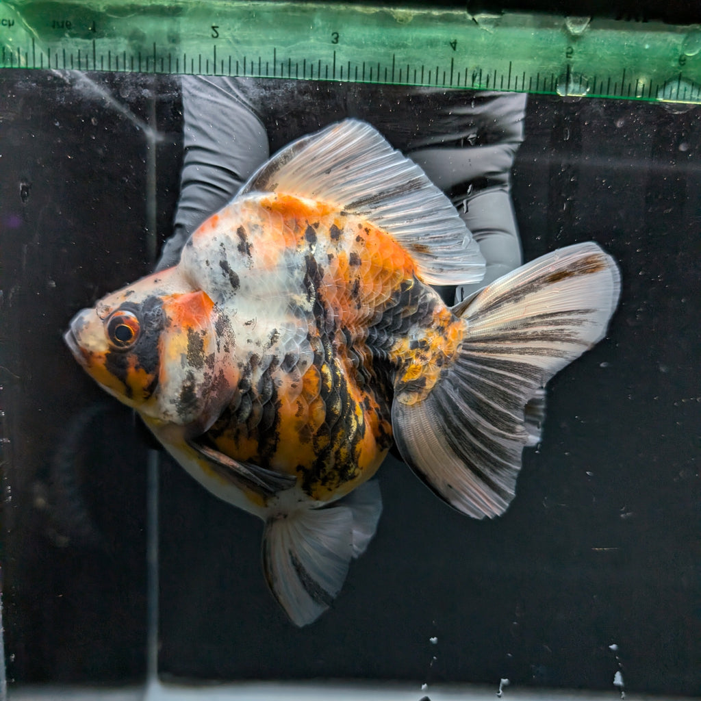 Jumbo Ryukin Tiger Calico 4.5"-5" in. ID#1030RYU2A-003
