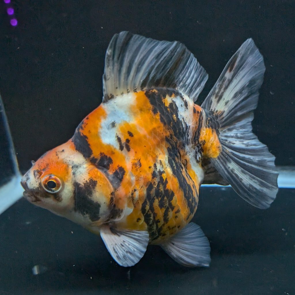 Jumbo Ryukin Tiger Calico 4.5"-5" in. ID#1030RYU2A-002