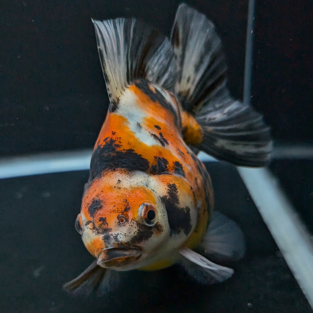 Jumbo Ryukin Tiger Calico 4.5"-5" in. ID#1030RYU2A-002