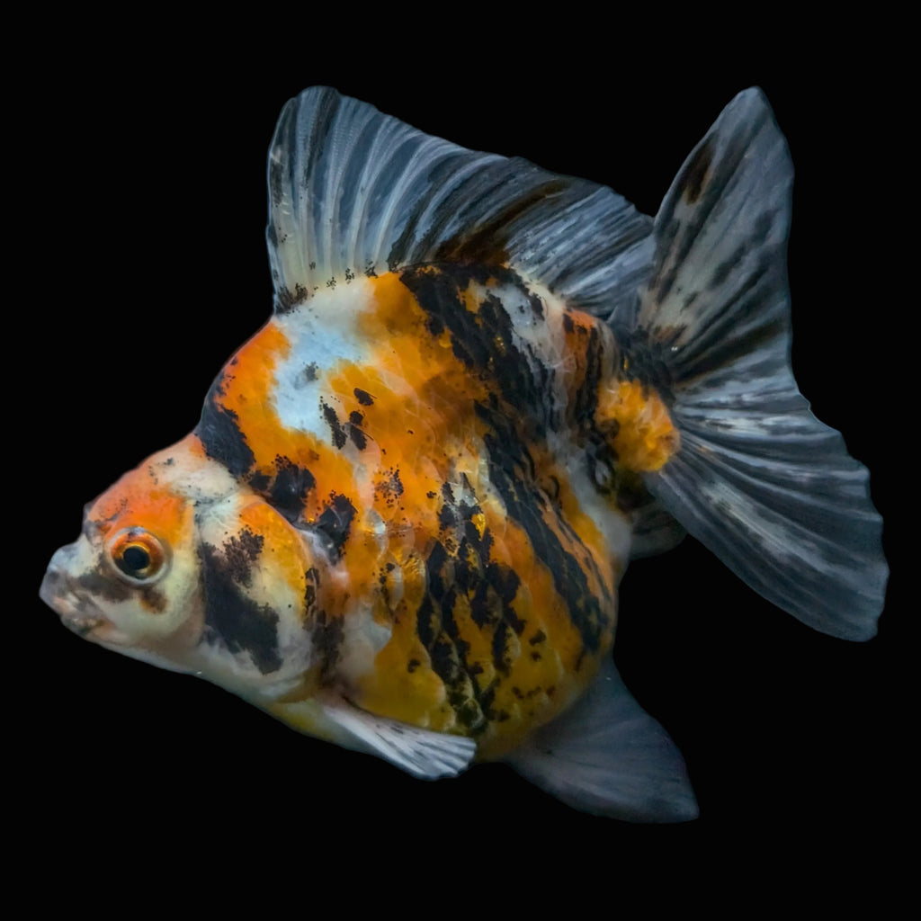 Jumbo Ryukin Tiger Calico 4.5"-5" in. ID#1030RYU2A-002