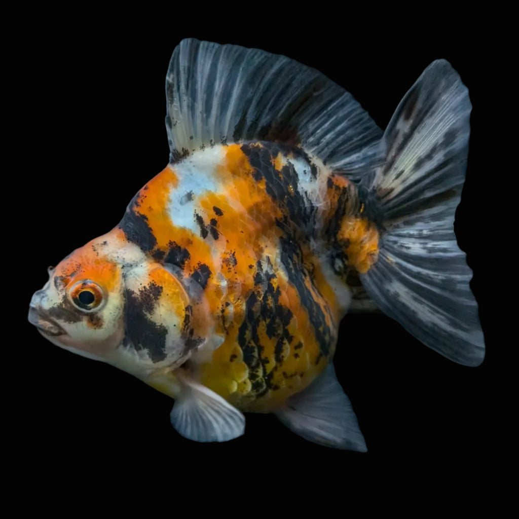 Jumbo Ryukin Tiger Calico 4.5"-5" in. ID#1030RYU2A-002