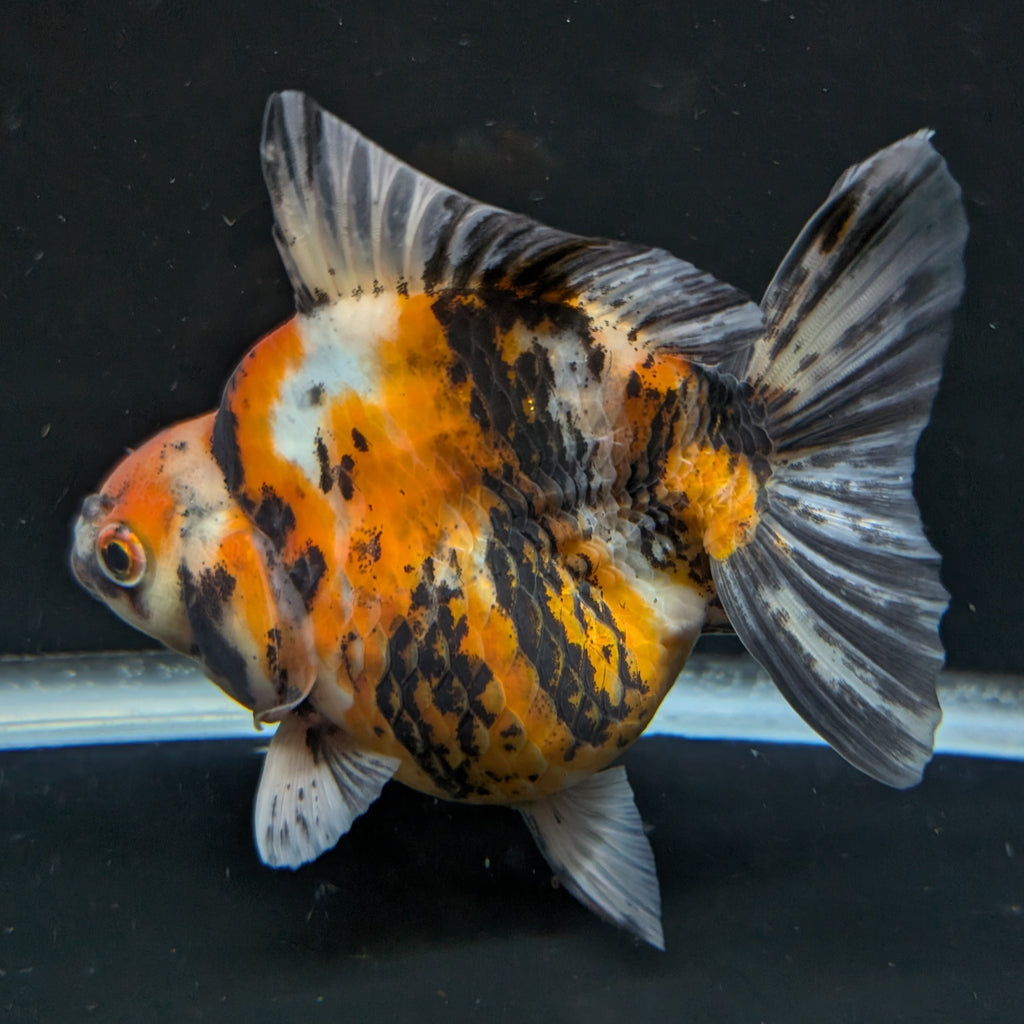 Jumbo Ryukin Tiger Calico 4.5"-5" in. ID#1030RYU2A-002