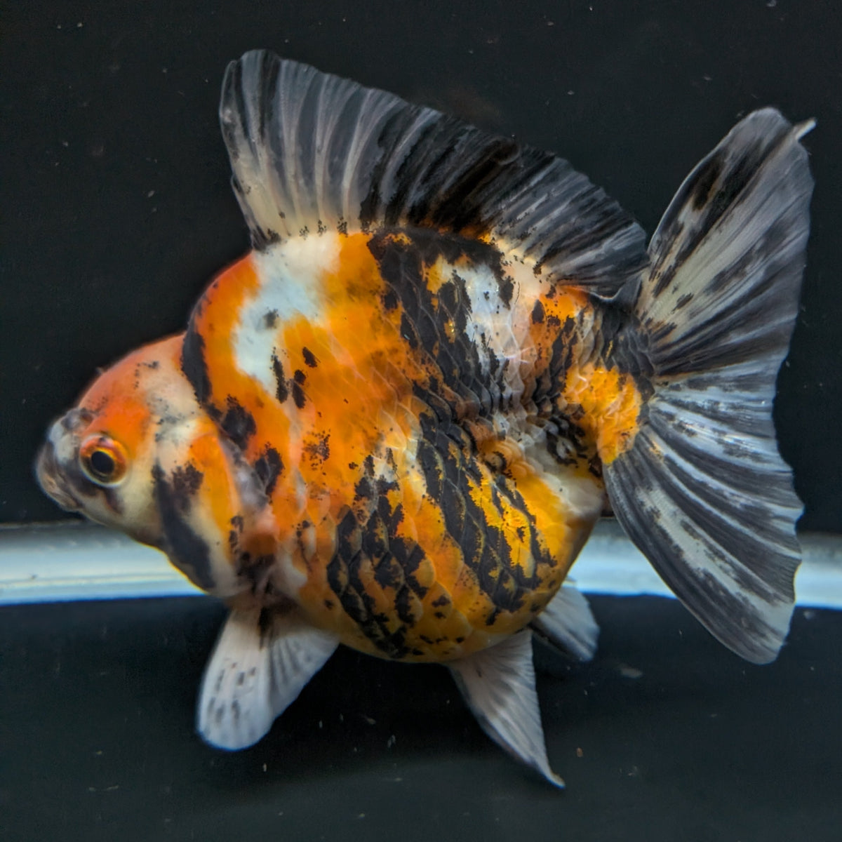 Jumbo Ryukin Tiger Calico 4.5"-5" in. ID#1030RYU2A-002