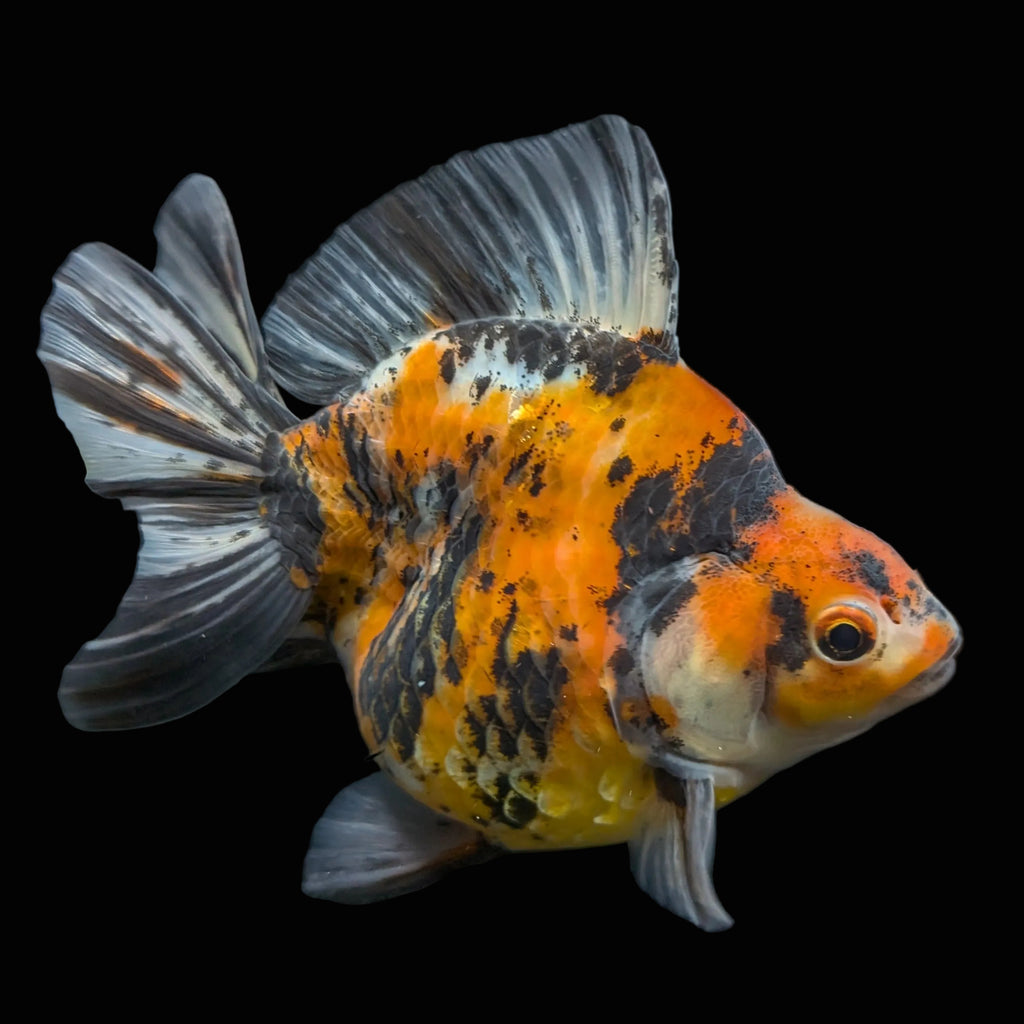 Jumbo Ryukin Tiger Calico 4.5"-5" in. ID#1030RYU2A-002