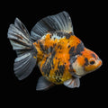 Jumbo Ryukin Tiger Calico 4.5"-5" in. ID#1030RYU2A-002