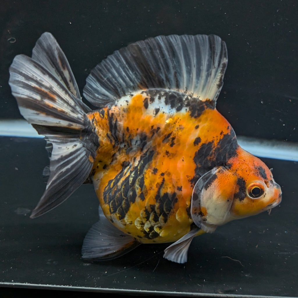 Jumbo Ryukin Tiger Calico 4.5"-5" in. ID#1030RYU2A-002