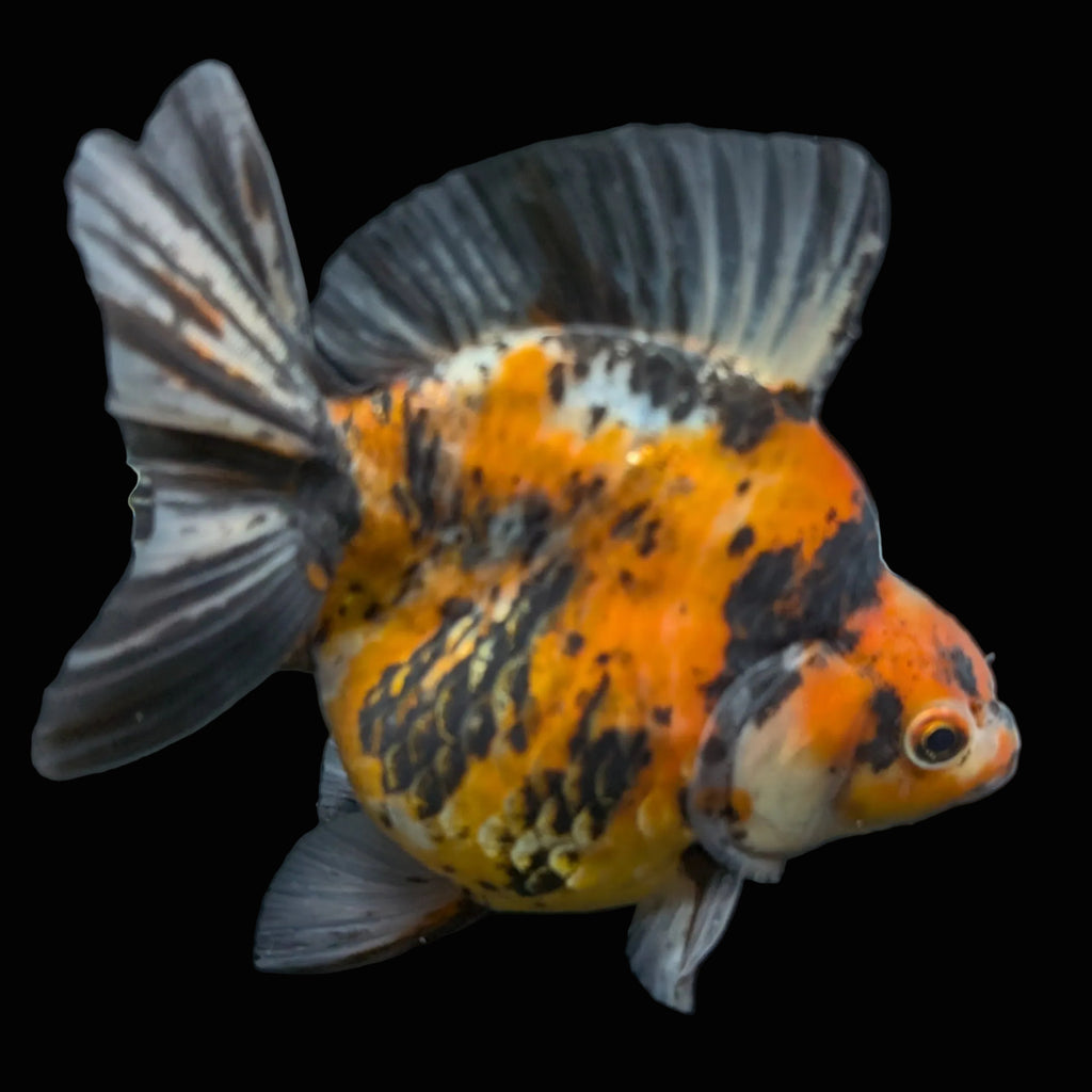 Jumbo Ryukin Tiger Calico 4.5"-5" in. ID#1030RYU2A-002