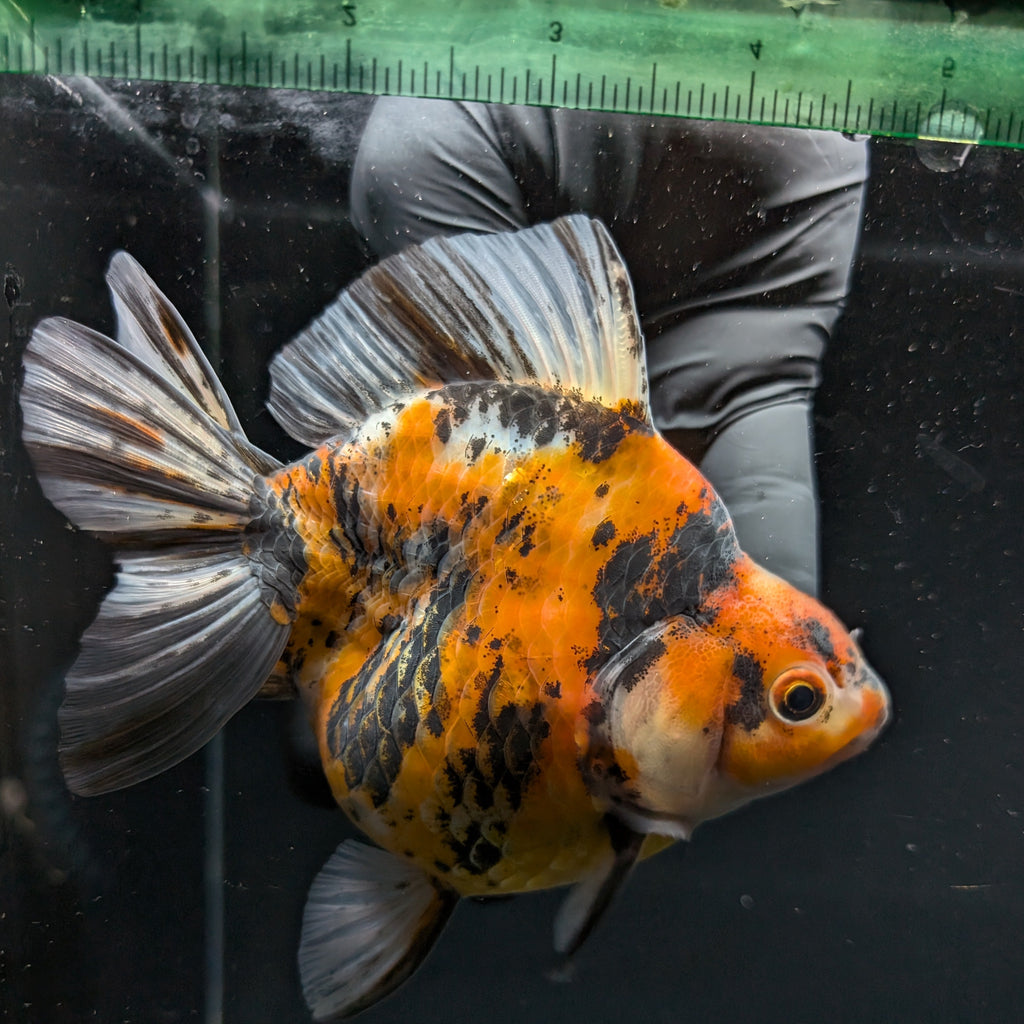 Jumbo Ryukin Tiger Calico 4.5"-5" in. ID#1030RYU2A-002