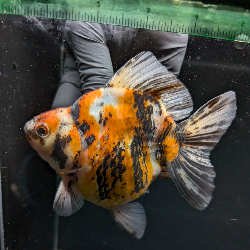 Jumbo Ryukin Tiger Calico 4.5"-5" in. ID#1030RYU2A-002