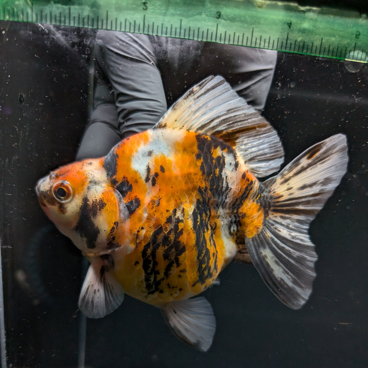 Jumbo Ryukin Tiger Calico 4.5"-5" in. ID#1030RYU2A-002