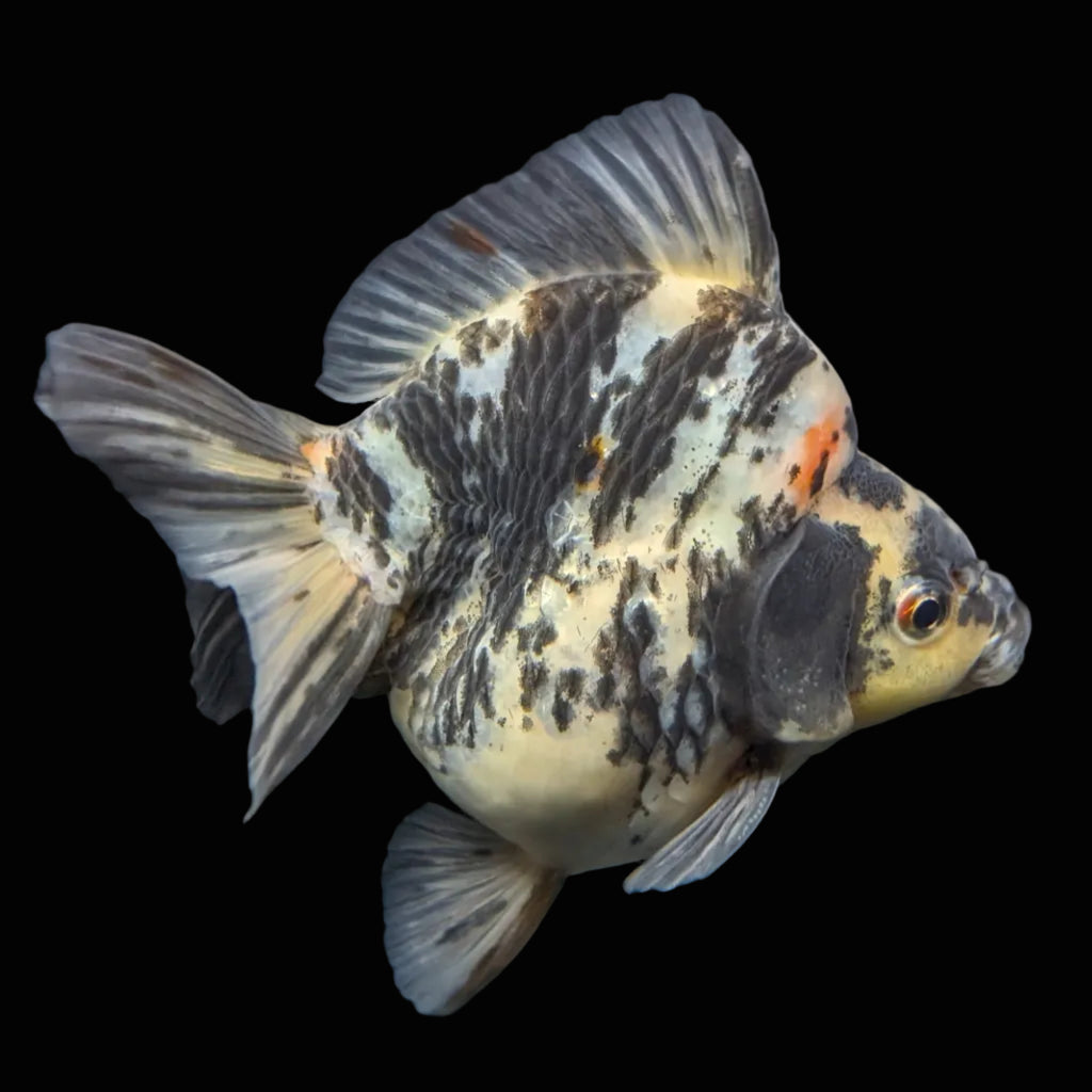 Jumbo Ryukin Tiger Calico 4.5"-5" in. ID#1030RYU2A-001