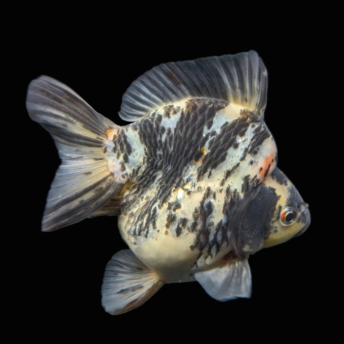 Jumbo Ryukin Tiger Calico 4.5"-5" in. ID#1030RYU2A-001