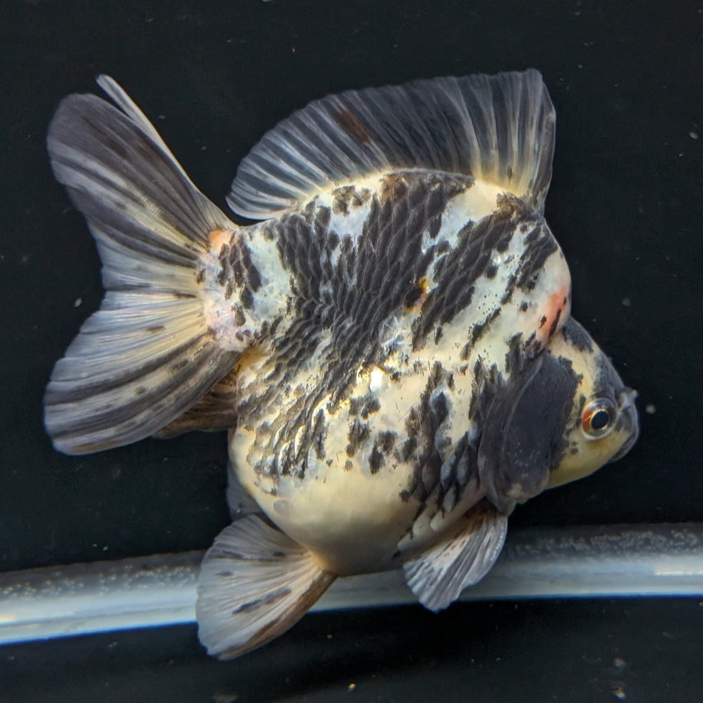 Jumbo Ryukin Tiger Calico 4.5"-5" in. ID#1030RYU2A-001