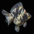 Jumbo Ryukin Tiger Calico 4.5"-5" in. ID#1030RYU2A-001