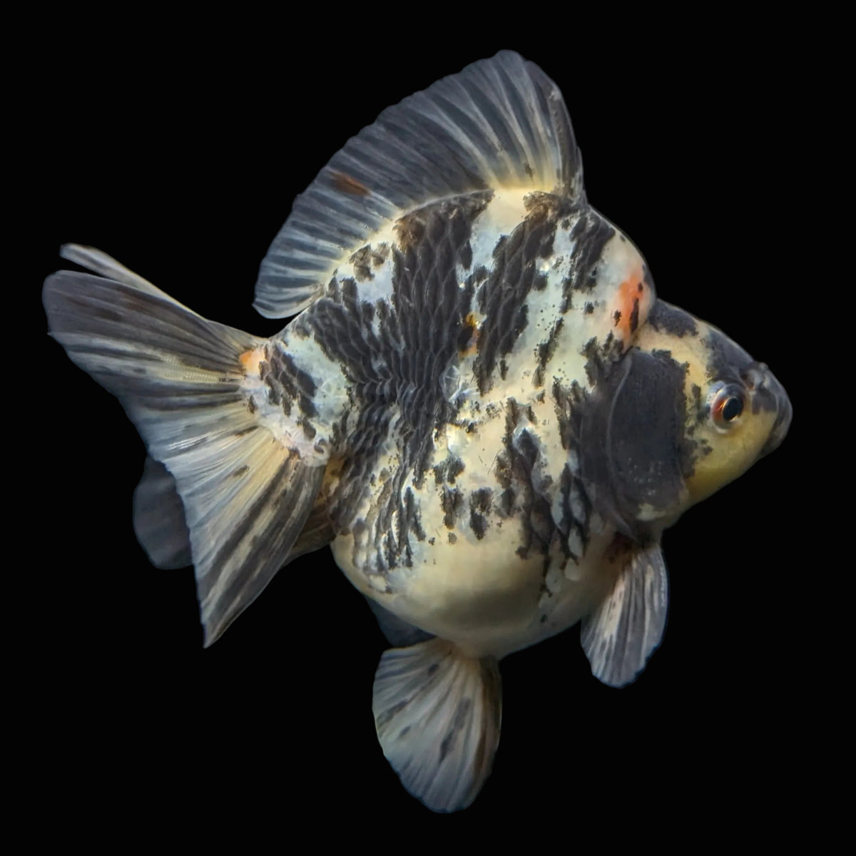 Jumbo Ryukin Tiger Calico 4.5"-5" in. ID#1030RYU2A-001