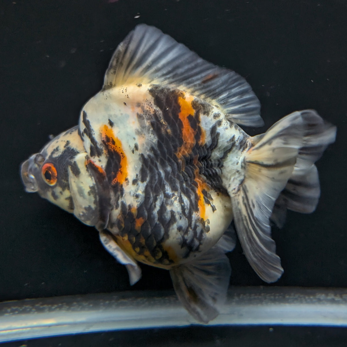 Jumbo Ryukin Tiger Calico 4.5"-5" in. ID#1030RYU2A-001