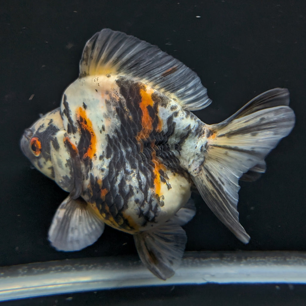 Jumbo Ryukin Tiger Calico 4.5"-5" in. ID#1030RYU2A-001