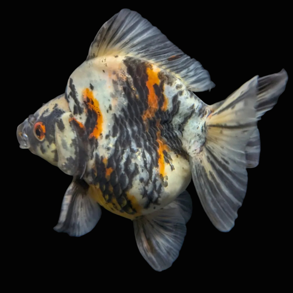Jumbo Ryukin Tiger Calico 4.5"-5" in. ID#1030RYU2A-001