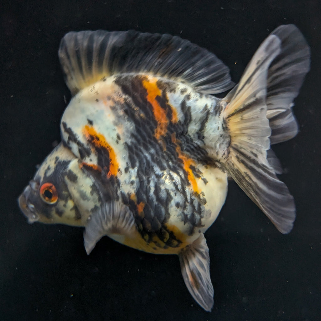 Jumbo Ryukin Tiger Calico 4.5"-5" in. ID#1030RYU2A-001