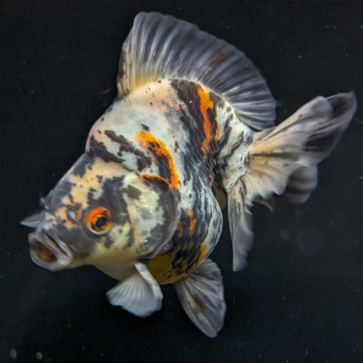 Jumbo Ryukin Tiger Calico 4.5"-5" in. ID#1030RYU2A-001