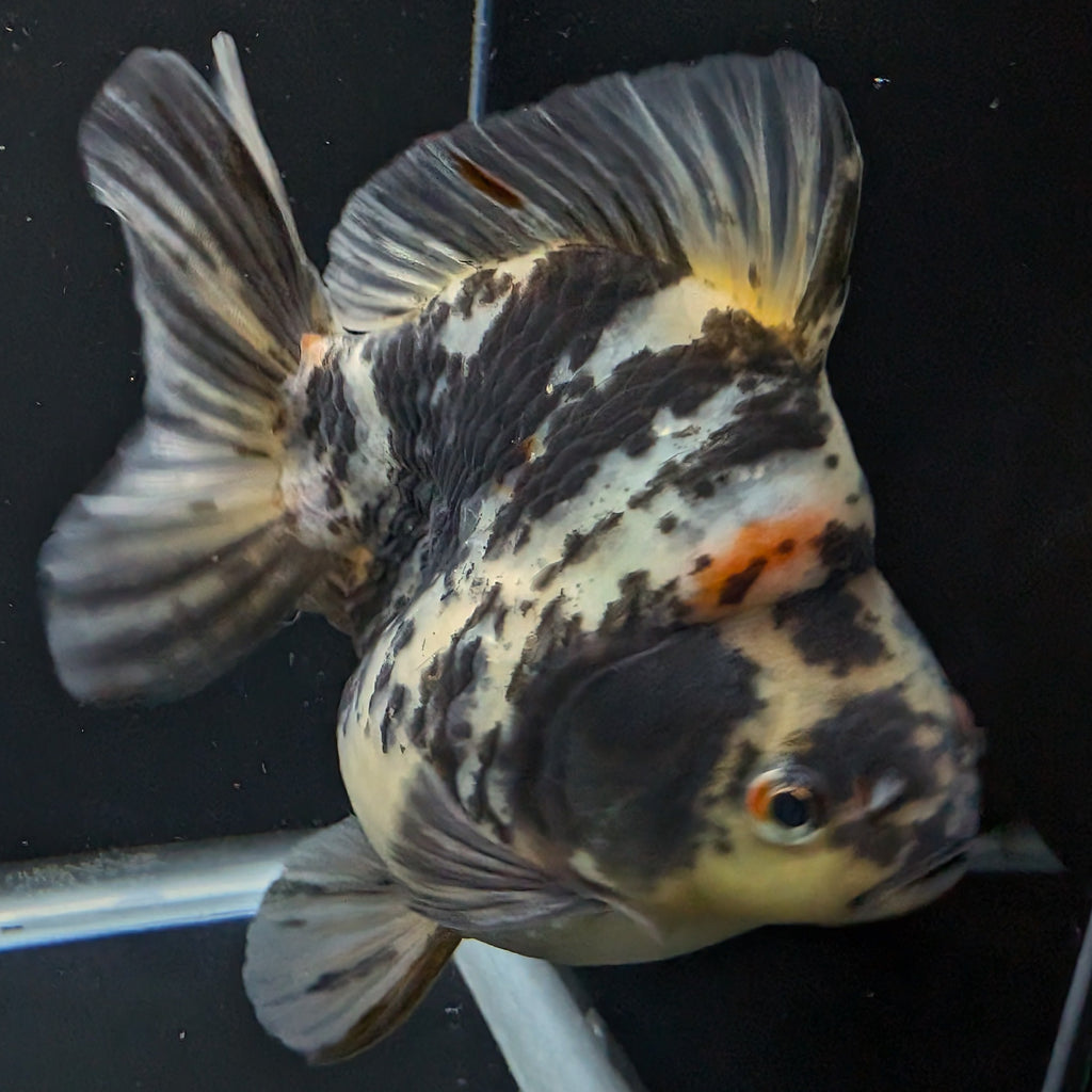 Jumbo Ryukin Tiger Calico 4.5"-5" in. ID#1030RYU2A-001