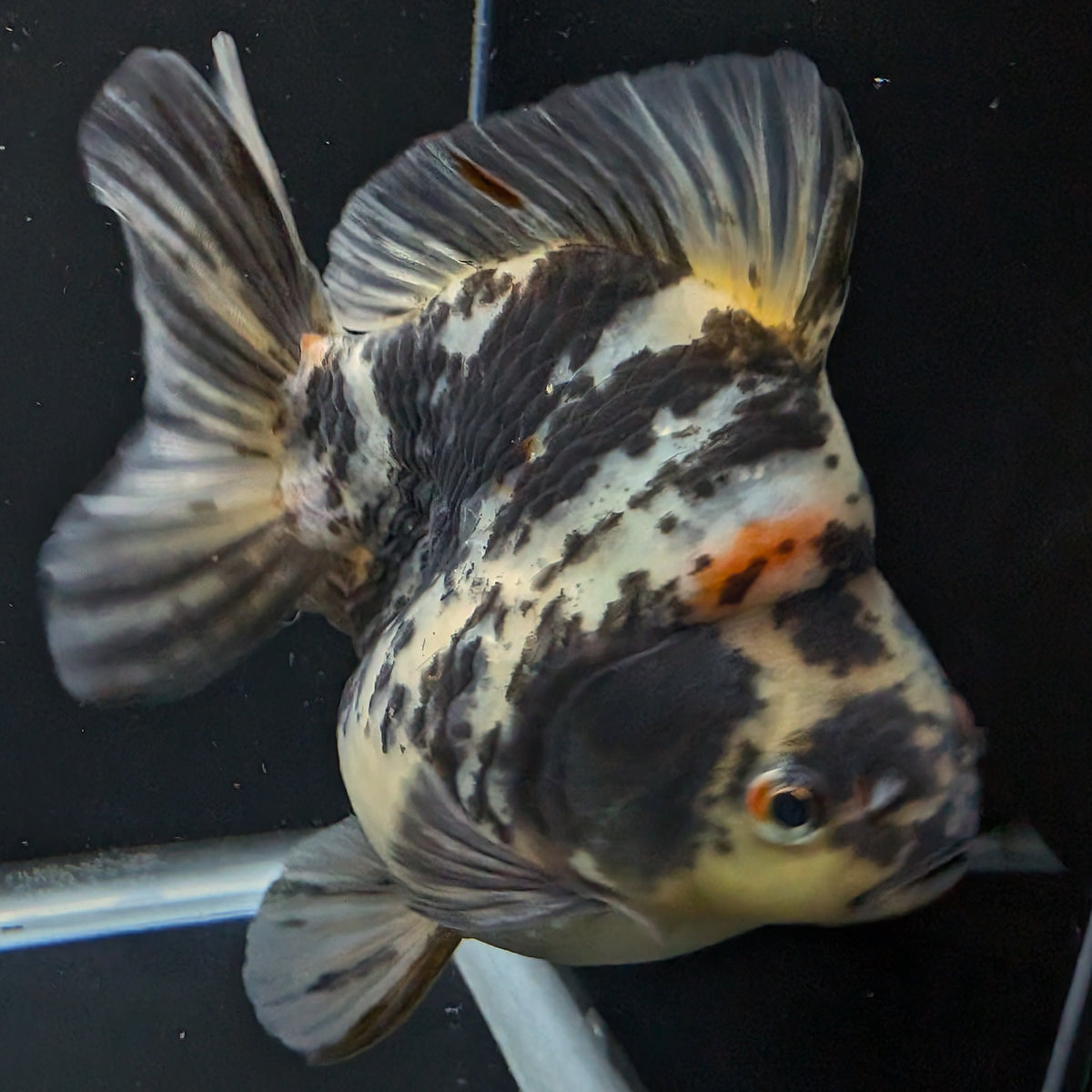 Jumbo Ryukin Tiger Calico 4.5"-5" in. ID#1030RYU2A-001