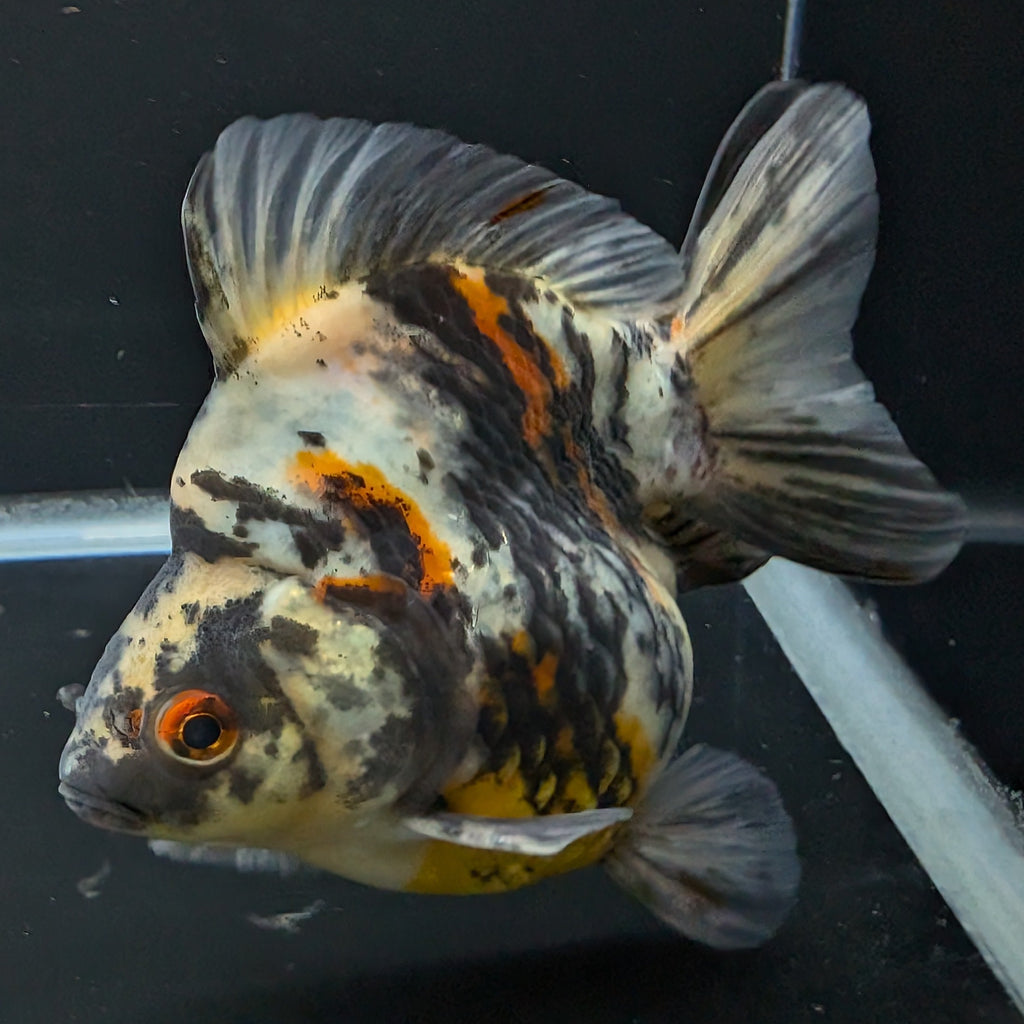 Jumbo Ryukin Tiger Calico 4.5"-5" in. ID#1030RYU2A-001