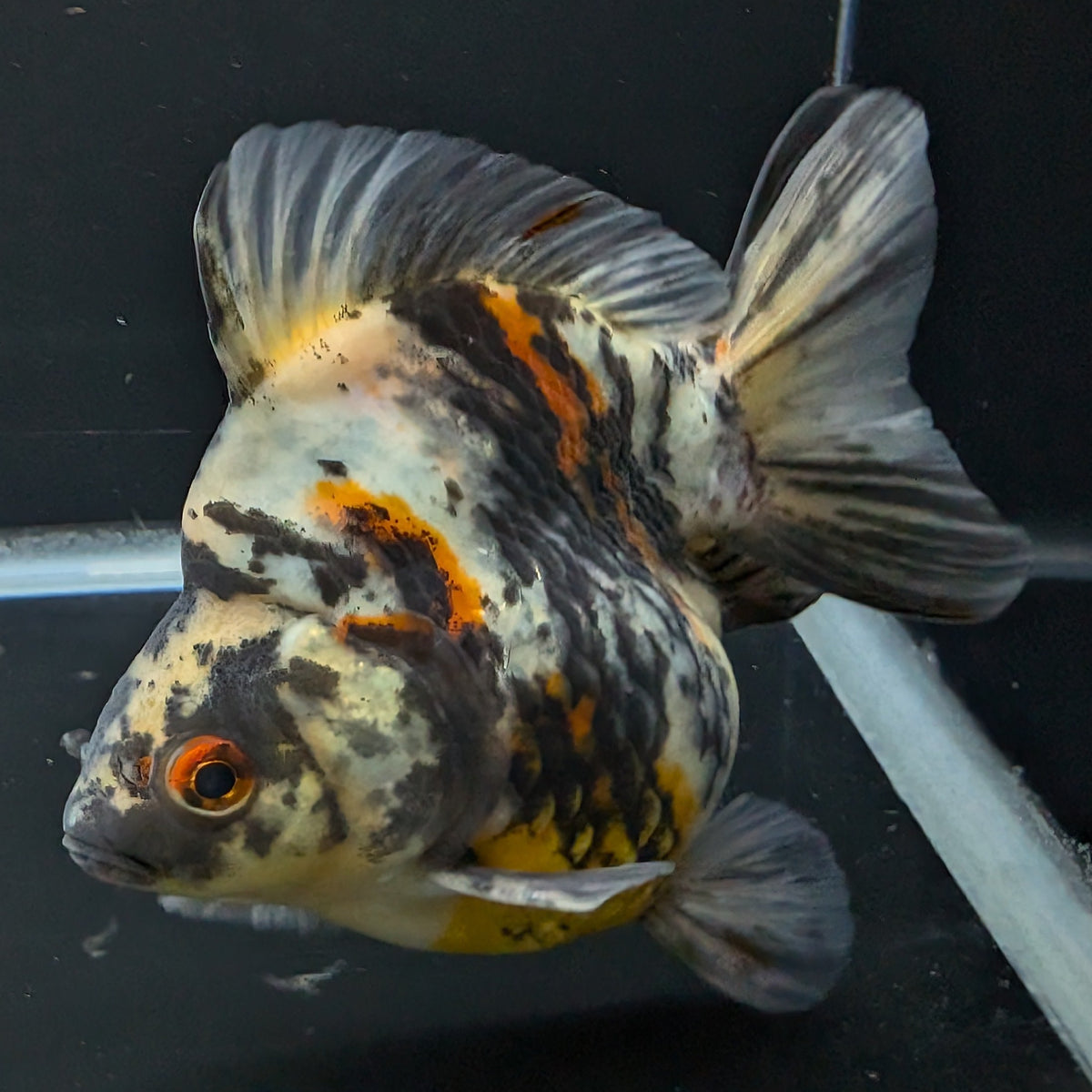 Jumbo Ryukin Tiger Calico 4.5"-5" in. ID#1030RYU2A-001