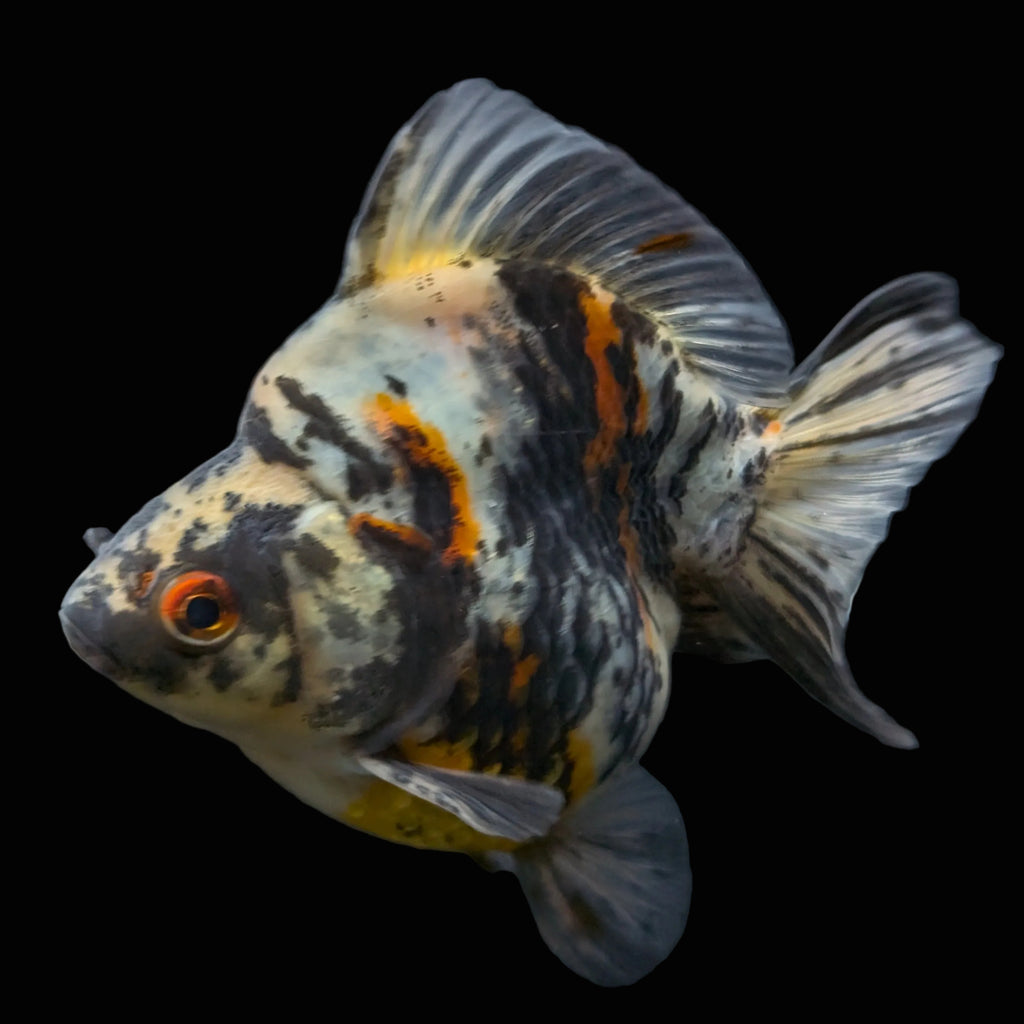 Jumbo Ryukin Tiger Calico 4.5"-5" in. ID#1030RYU2A-001
