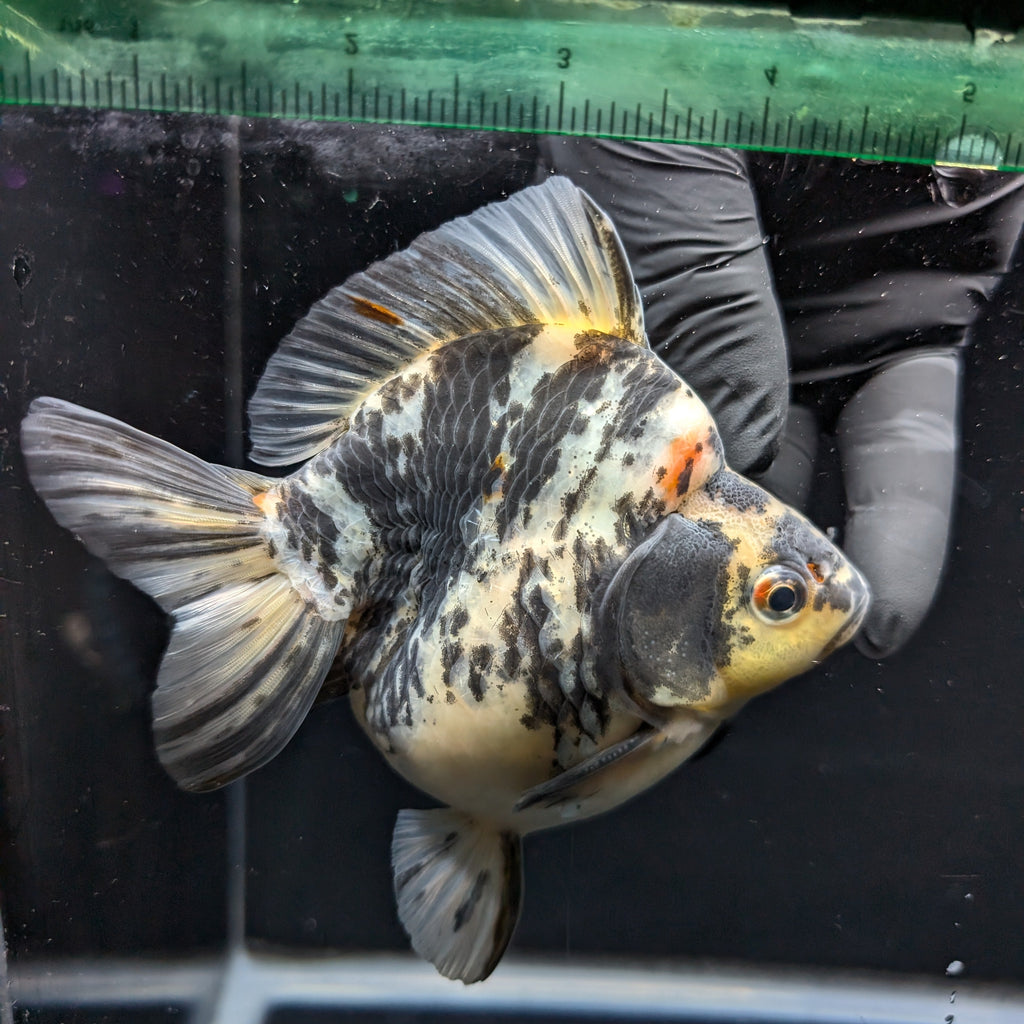 Jumbo Ryukin Tiger Calico 4.5"-5" in. ID#1030RYU2A-001