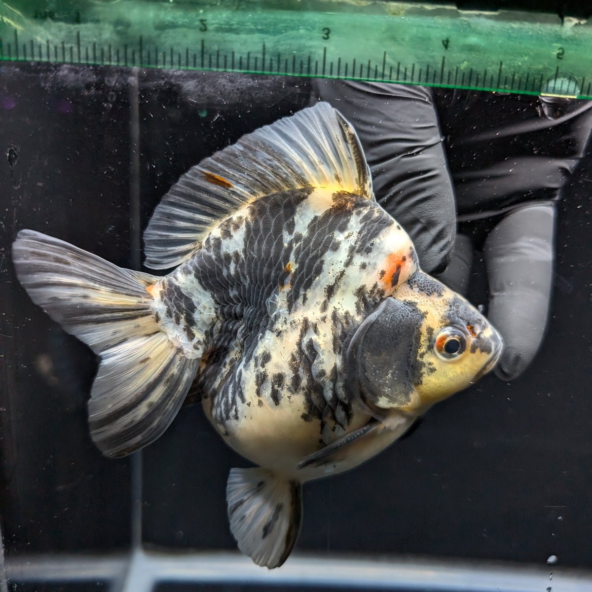 Jumbo Ryukin Tiger Calico 4.5"-5" in. ID#1030RYU2A-001