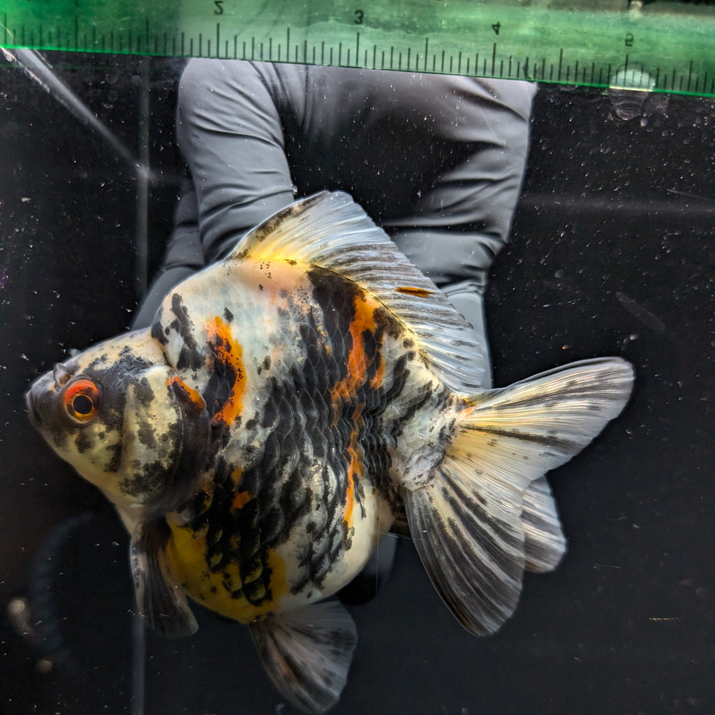 Jumbo Ryukin Tiger Calico 4.5"-5" in. ID#1030RYU2A-001